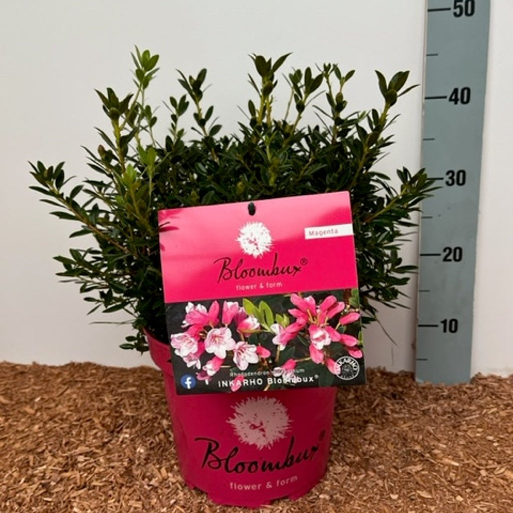Rhododendron – Rhododendron Bloombux Magenta - C5 30-40 CM
